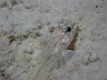 Fierce Shrimp Goby
