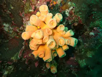 Tubastraea coccinea Coral
