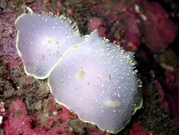 Yellow Margin Dorids
