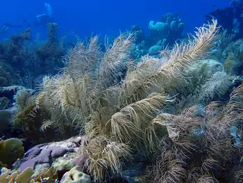 Coral