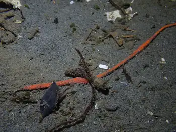 Orange Ribbon Worm