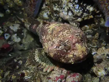 Buffalo Sculpin