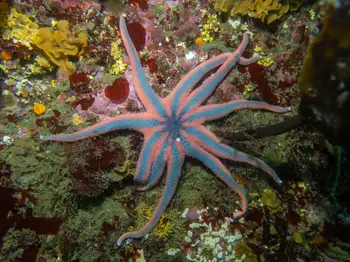 Striped Sun Star
