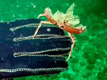 Northern Kelp Crab
