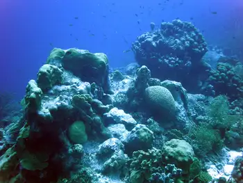 Coral