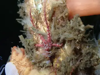 Daisy Brittle Star