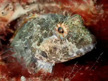 scalyhead sculpin