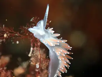 Red Gilled Nudibranch
