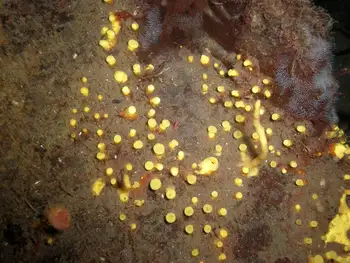 Spider Web Hydroids