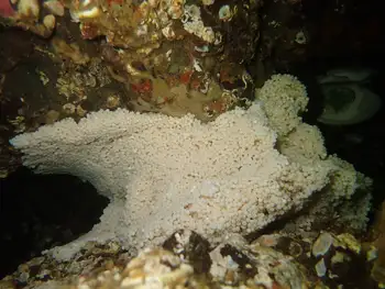 Eggs Lingcod