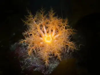 Red Sea Cucumber