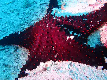 Panamic Cushion Star