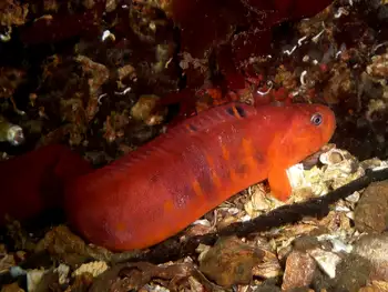 Longfin Gunnel