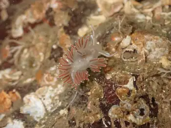 Red Gilled Nudibranch