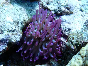 Giant Anemone