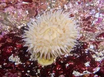 Painted Anemone