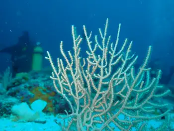 Fan Coral