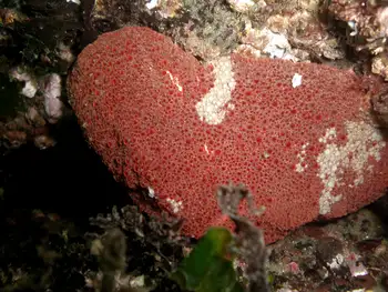 Gumboot Chiton