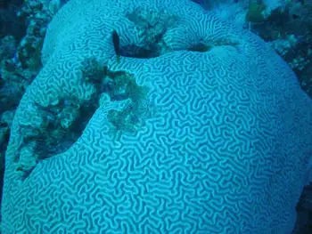 brain coral