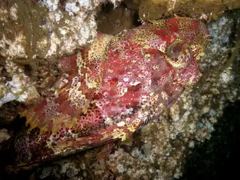 Red Irish Lord Sculpin