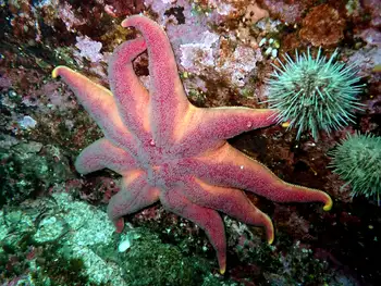 Striped Sun Star