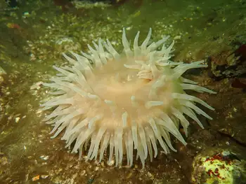 Swimming Anemone