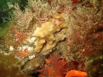 clump sponge