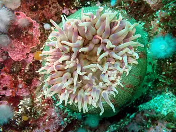 Painted Anemone