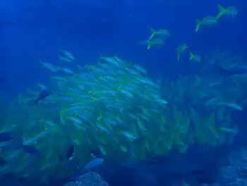 Blue Gold Snappers