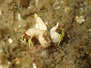 Brilliant Hermit Crabs