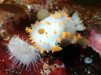Clown Nudibranch
