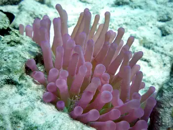 Giant Anemone