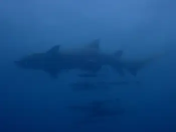 Nurse Shark