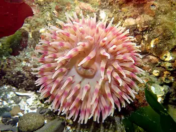 Painted Anemone