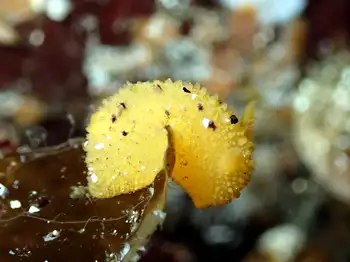 Monterey Sea Lemon