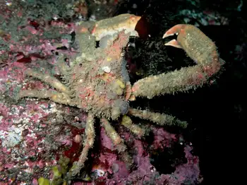 Sharp Nosed Crab