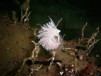 Red Flabellina Nudibranch
