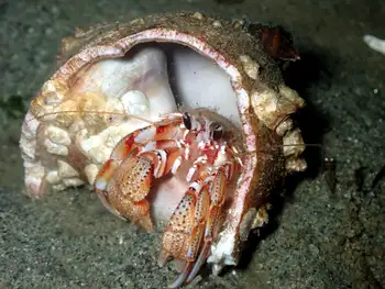 Blackeyed Hermit Crab