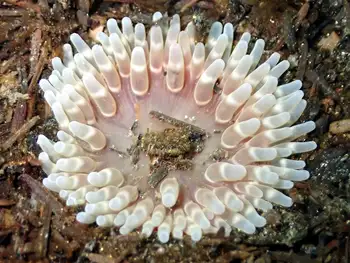 Stubby Rose Anemone