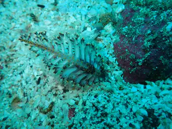 ptilosarcus undulatus sea pen