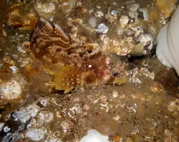 Sailfin Sculpin
