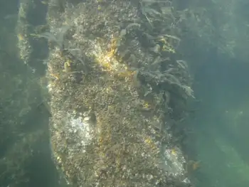 common acorn barnacle