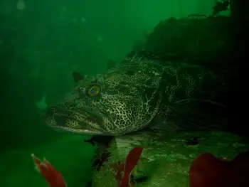 Lingcod
