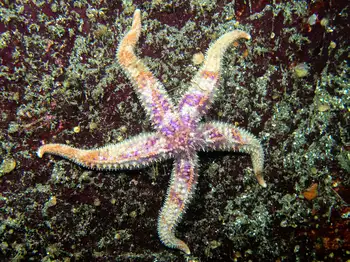 rainbow star
