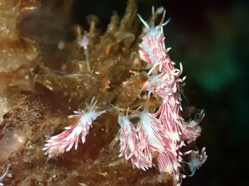 British Columbia Aeolids