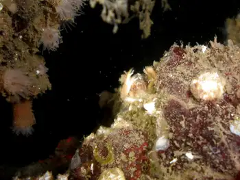 decorator crab