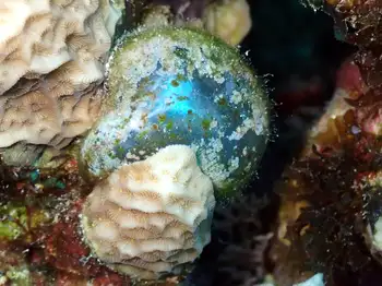 Algae