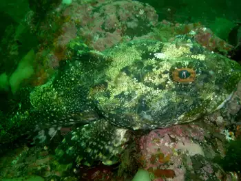 Great Sculpin