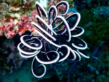 Noble Feather Star