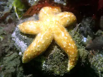 Ochre Star